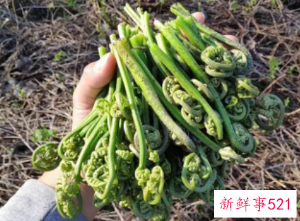 蕨菜怎么处理晒干