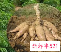 哪些人不适宜吃木薯