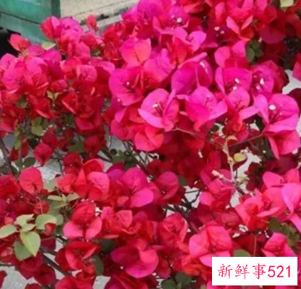 最适合家庭阳台养的花卉