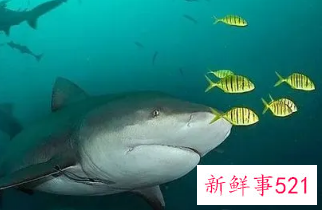 梦到被鲨鱼追但没追到