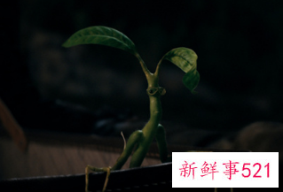 《神奇动物3》中国独家预告曝光