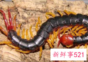 蜈蚣的功能是什么