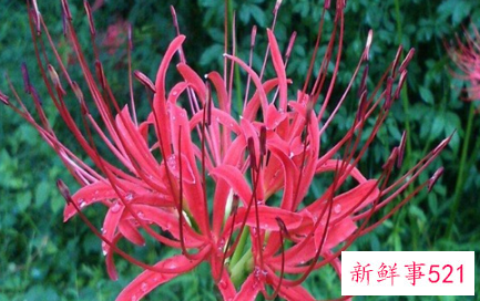 彼岸花是代表什么星座