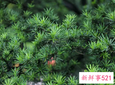 大门两侧种什么旺财