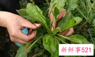 车前草怎么保存一年四季用