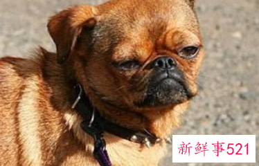 狗狗会怨恨主人吗