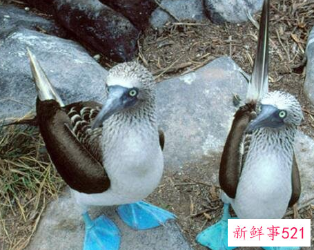 盘点世界十大奇特的动物