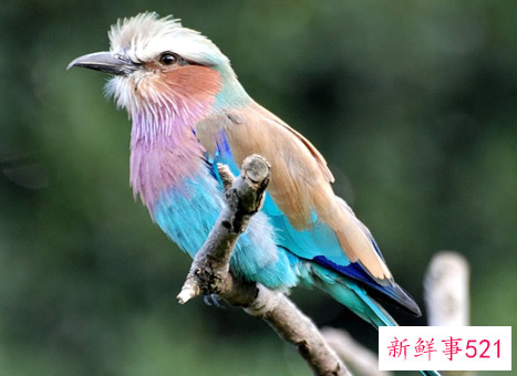 世界上颜值最高的10大动物