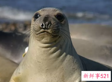 世界上颜值最高的10大动物