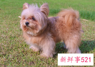 如何挑选健康的狗狗