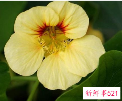 最容易吸引异性的星座男