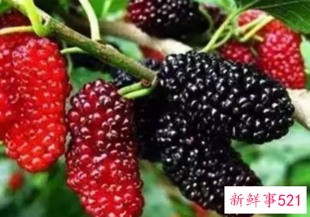 女人吃桑葚的禁忌有哪些