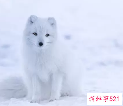 世界上颜值最高的10大动物