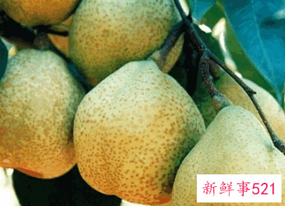 山东莱阳梨产地在哪里