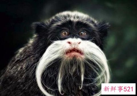 盘点世界十大奇特的动物