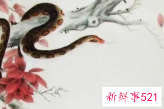 男蛇和女鼠在一起好不好