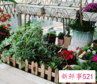 适合阳台种植的蔬菜水果效果图