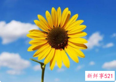 用向日葵起名的寓意