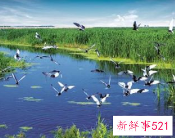 保护野生动物的几种方法