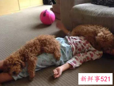 养狗会破坏家里的财运吗