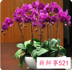 新年家里放什么花寓意好