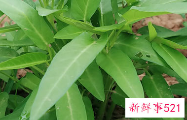 洗过的空心菜怎么保存