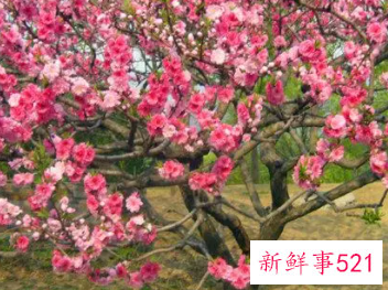 梦到桃花开得旺盛很漂亮