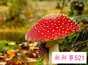 长在树边的是什么蘑菇能吃吗