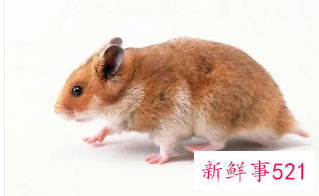 梦见家里好多老鼠和猫