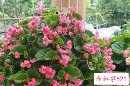 四季海棠的养殖方法和注意事项