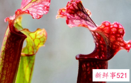 世界上最具有诱惑力的植物