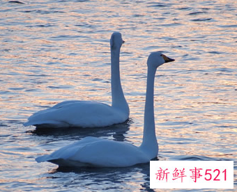 世界上颜值最高的10大动物