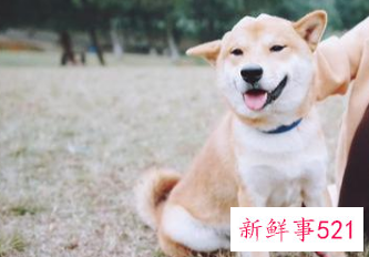 人养狗狗容易得什么病