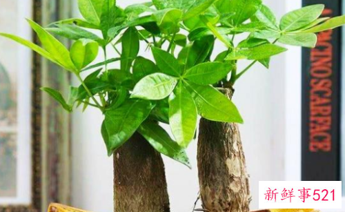 发财树对家居环境的影响