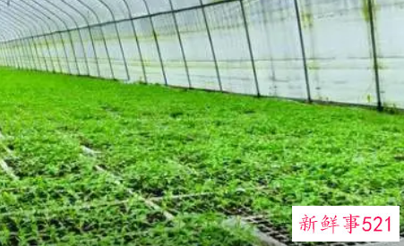 辣椒漂浮育苗技术要点