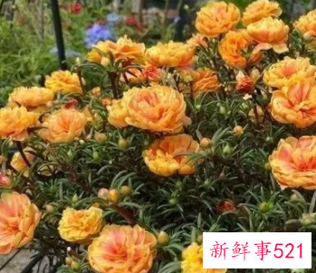 最适合家庭阳台养的花卉