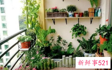 最适合家庭阳台养的花卉