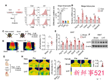 我国研究团队发现减肥新方法
