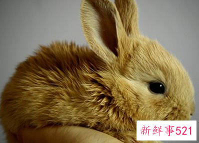 梦见小兔什么寓意