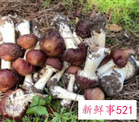 赤松茸的保存方法