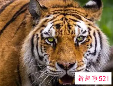 属虎女与属龙男合适吗