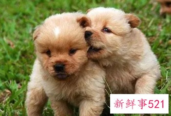 梦到两条狗什么意思