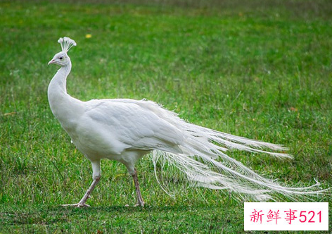 世界上颜值最高的10大动物