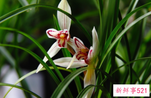 兰花的花语是什么