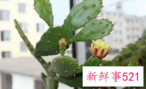 仙人掌可以榨汁喝吗