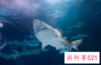 梦见鲨鱼有什么意思