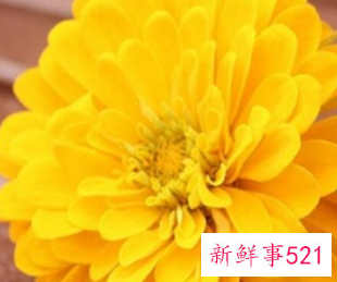 菊花与什么节日有关