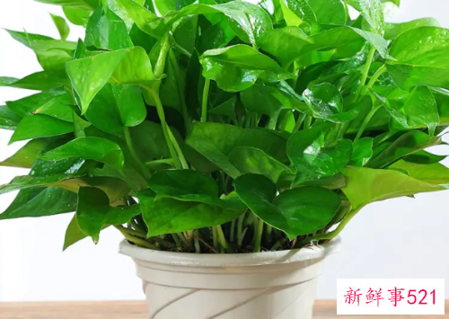 绿萝吊兰的摆放风水