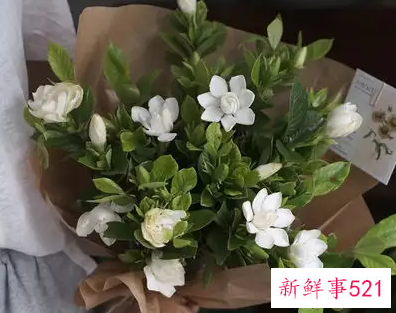 栀子花花语是什么
