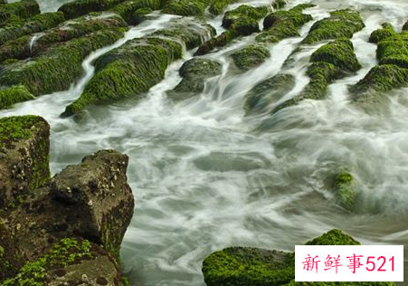 梦见水藻有什么征兆